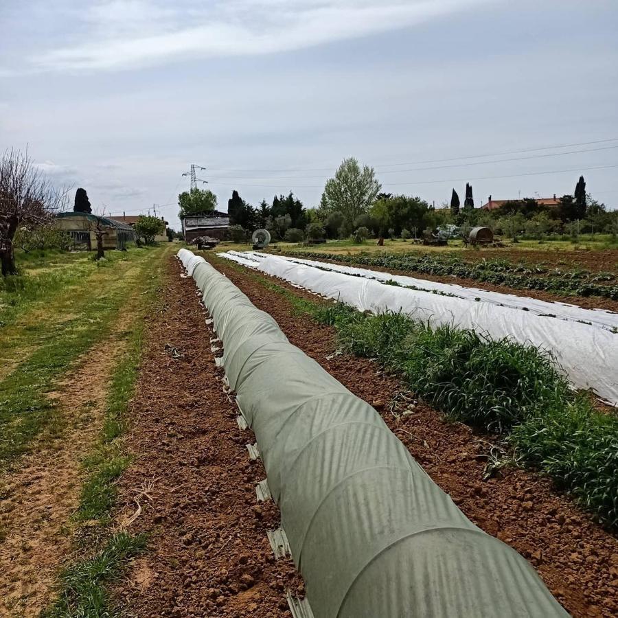 Agriturismo Il Cipresso Vada Zewnętrze zdjęcie