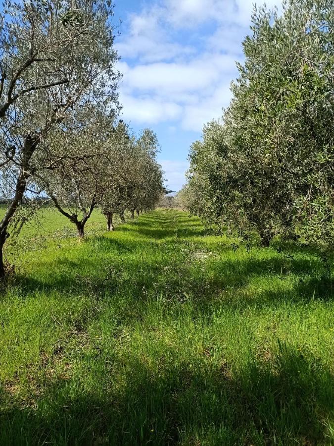 Agriturismo Il Cipresso Vada Zewnętrze zdjęcie